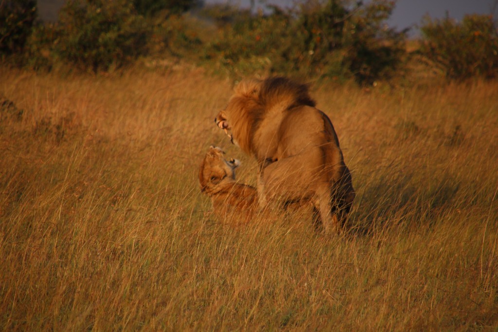 Lions in the wild featured in Sophia's photography project